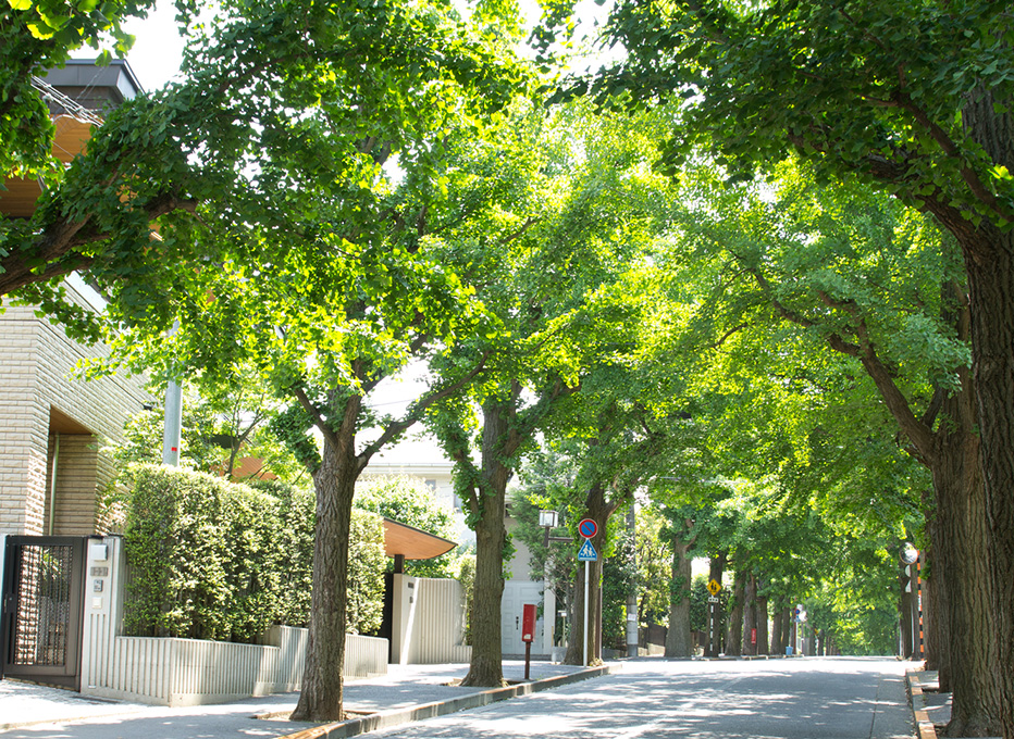 緑豊かな並木道